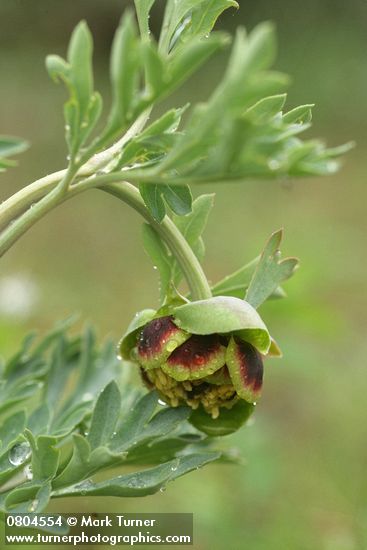 Paeonia brownii