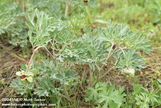 Paeonia brownii