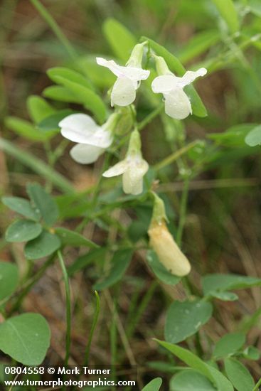 Lathyrus nevadensis ssp. cusickii