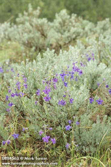 Delphinium nuttallianum