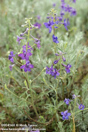 Delphinium nuttallianum