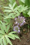 Ballhead Waterleaf
