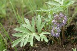 Ballhead Waterleaf