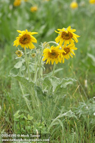 Balsamorhiza sagittata