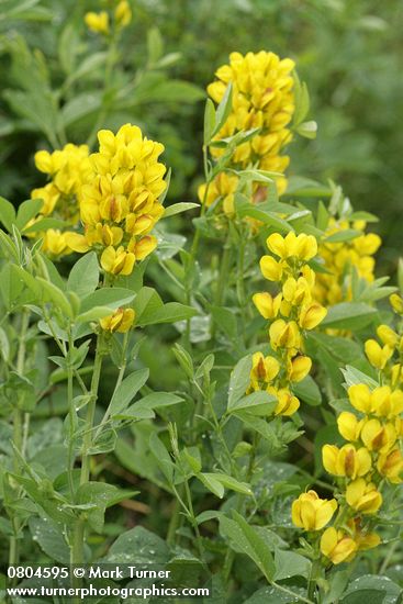 Thermopsis montana