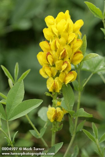 Thermopsis montana