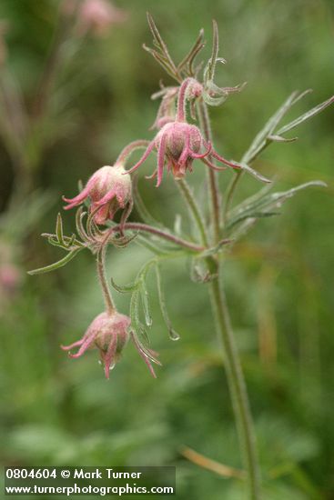 Geum triflorum