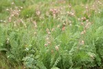 Prairie Smoke