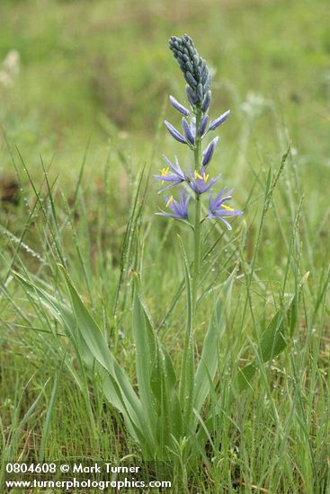 Camassia quamash