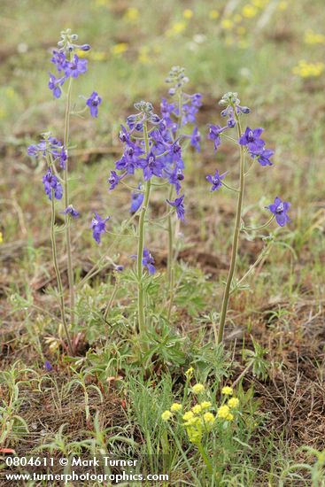 Delphinium nuttallianum