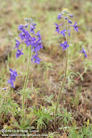 Delphinium nuttallianum