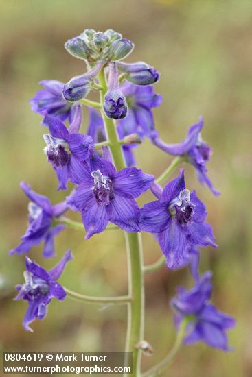 Delphinium nuttallianum