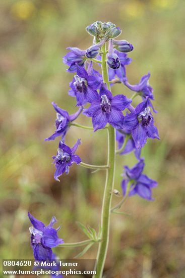 Delphinium nuttallianum