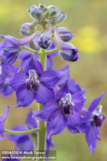 Delphinium nuttallianum