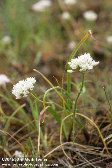 Allium brandegeei