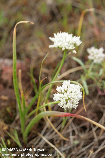 Allium brandegeei