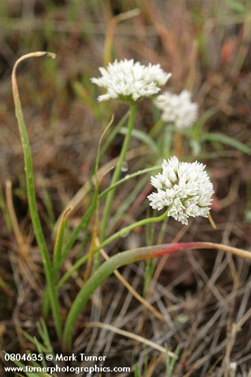 Allium brandegeei