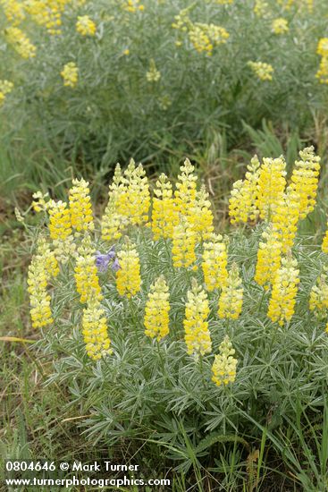 Lupinus sulphureus