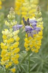 Large-flowered Brodiaea among Sulphur Lupine blossoms