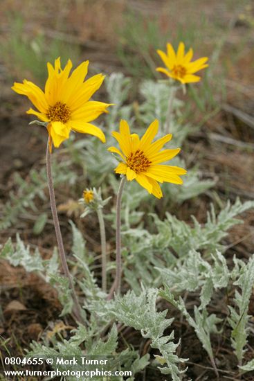 Balsamorhiza incana