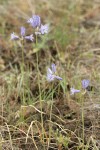 Large-flowered Brodiaeas