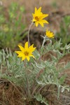 Hoary Balsamroot