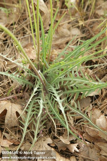 Agoseris retrorsa