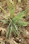 Spearleaf Agoseris foliage