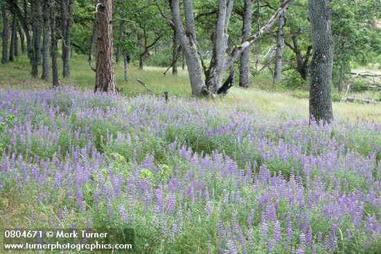 Lupinus latifolius