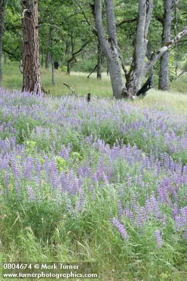 Lupinus latifolius