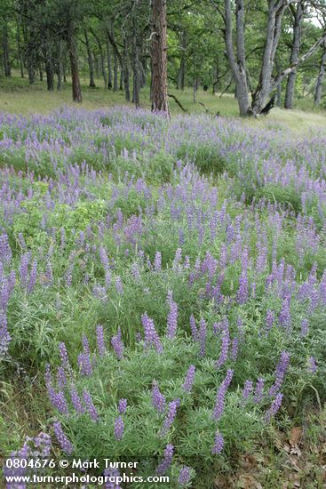 Lupinus latifolius