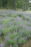 Broadleaf Lupines under Garry Oaks & Ponderosa Pine