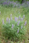 Broadleaf Lupines