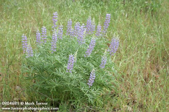 Lupinus latifolius