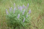 Broadleaf Lupines