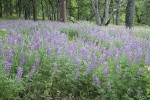 Broadleaf Lupines under Garry Oaks & Ponderosa Pine