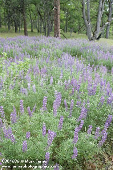 Lupinus latifolius