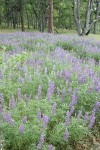 Broadleaf Lupines under Garry Oaks & Ponderosa Pine