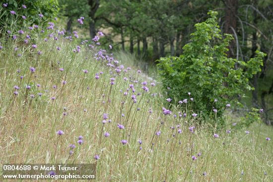 Dichelostemma congestum (Brodiaea congesta)