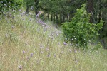 Forktooth Ookow among grasses & young Garry Oak