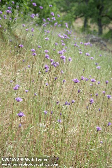 Dichelostemma congestum (Brodiaea congesta)