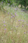 Forktooth Ookow among grasses