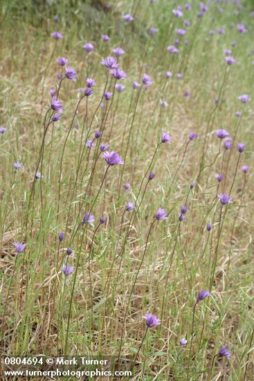 Dichelostemma congestum (Brodiaea congesta)