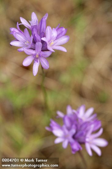 Dichelostemma congestum (Brodiaea congesta)