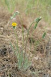 Spearleaf Agoseris