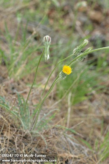 Agoseris retrorsa