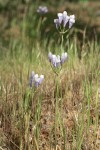 Bicolor Triteleia