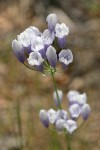 Bicolor Triteleia blossoms