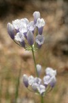 Bicolor Triteleia blossoms