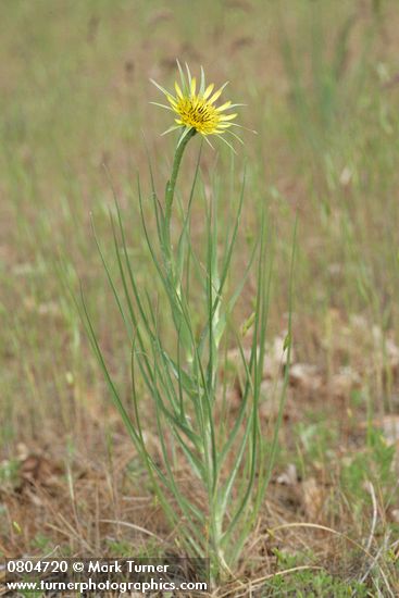 Tragopogon dubius